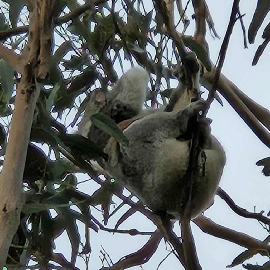 A koala in the Great Ocean Road: Melbourne  sights before Run Melbourne Half Marathon