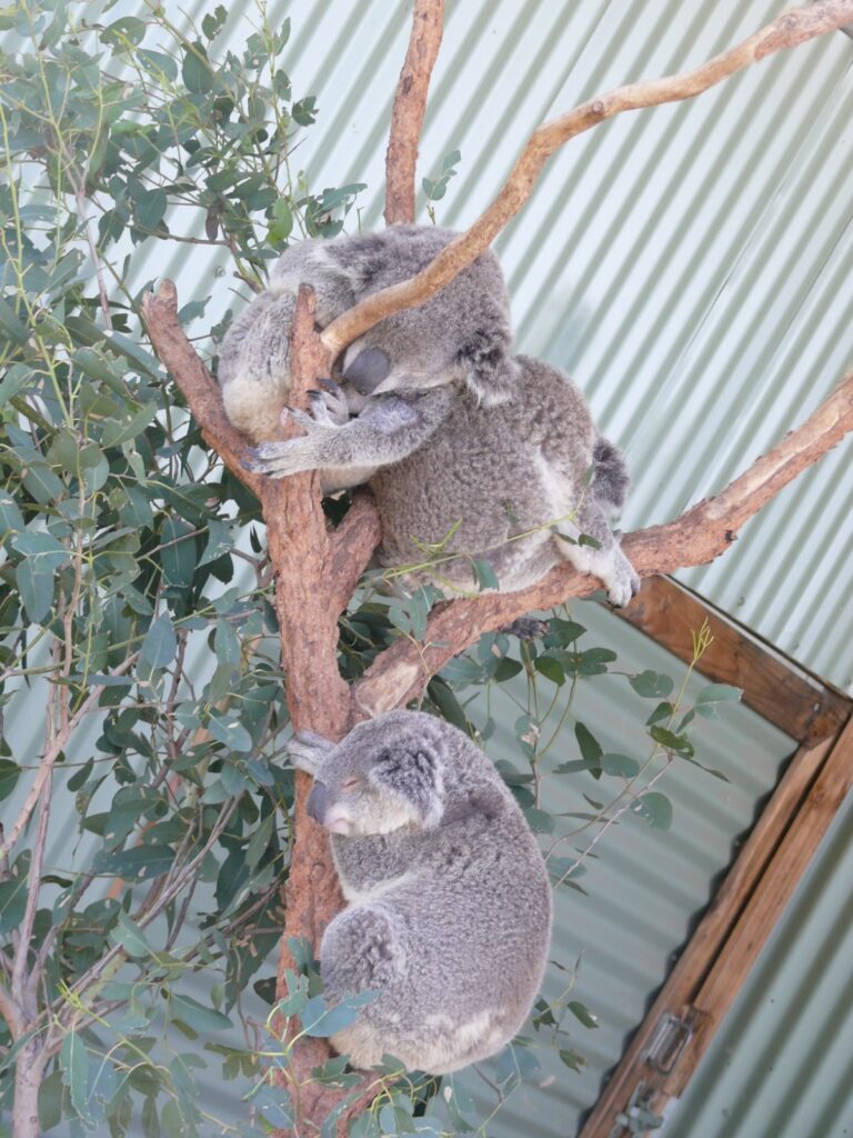 Koalas in Taronga Zoo in Sydney, picture taken in 2009