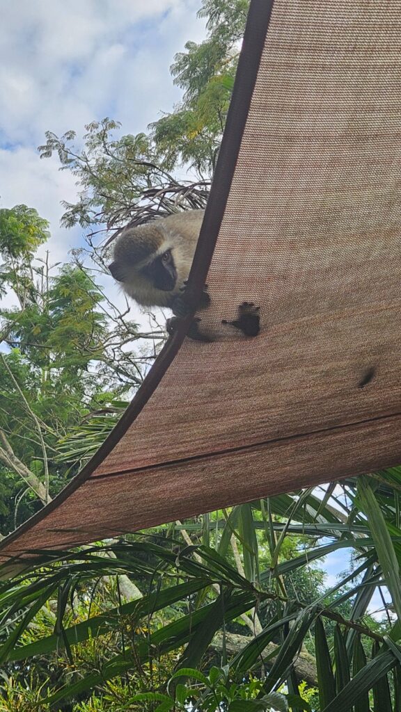 A monkey looking down at the roof of our restaurant in hostel Via Via in Entebbe, during our trip to the Uganda Marathon in 2025