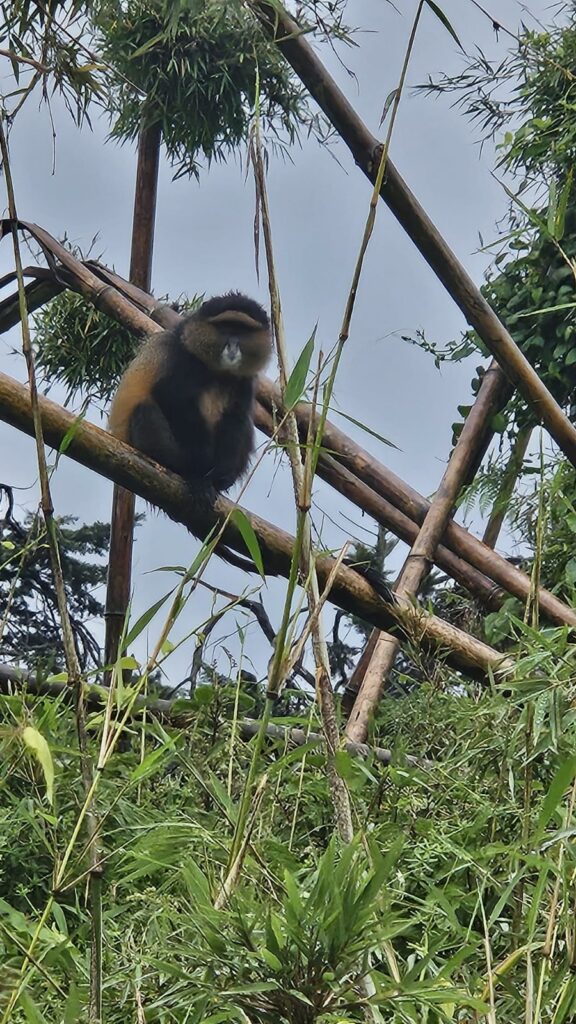 Golden Monkeys during our trip in Rwanda for the Kigali International Marathon in 2025