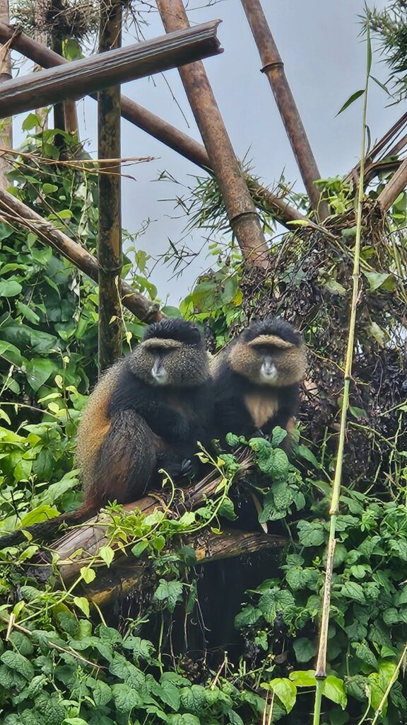 Golden Monkeys during our trip in Rwanda for the Kigali International Marathon in 2025