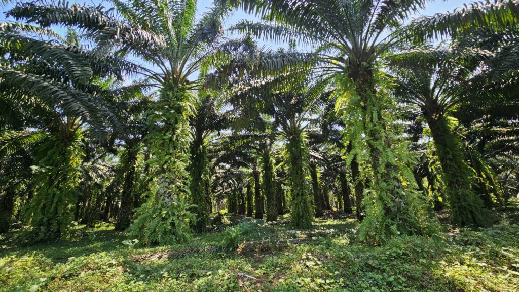 Images of Sao Tomé in June 2025