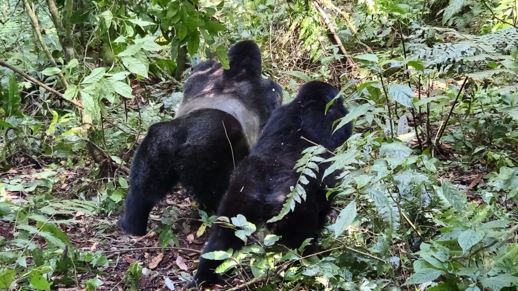 Images of Uganda during our trip in 2025