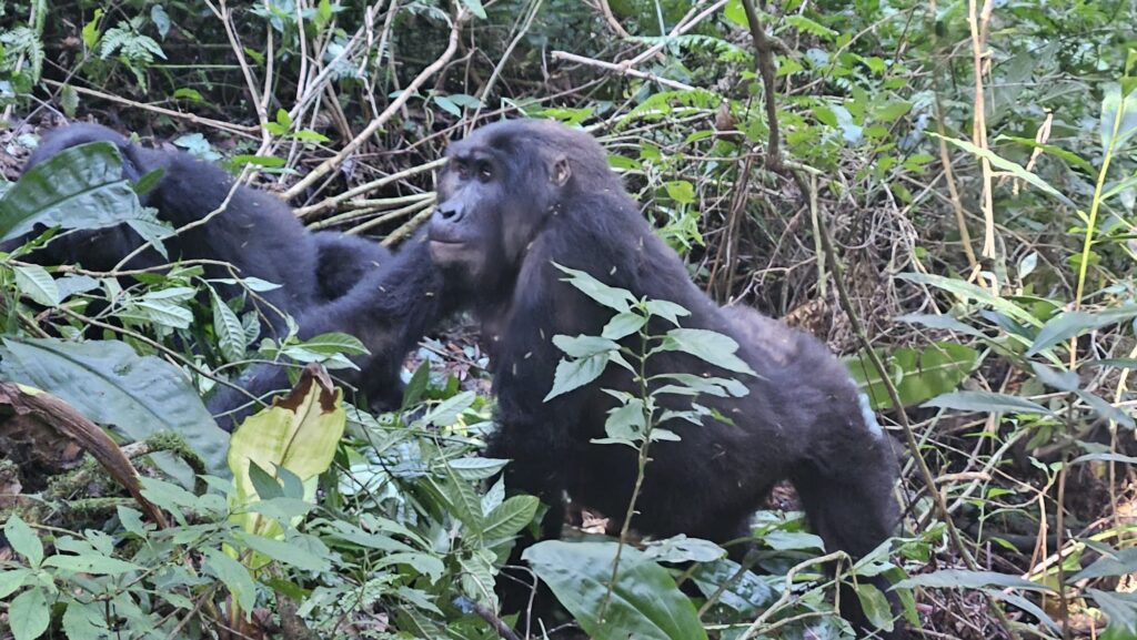 Images of Uganda during our trip in 2025