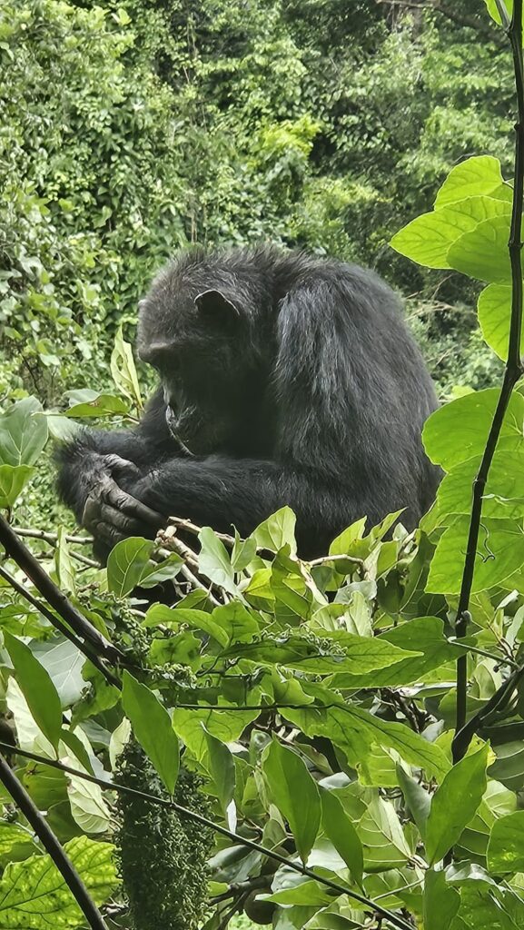 Images of Uganda during our trip in 2025