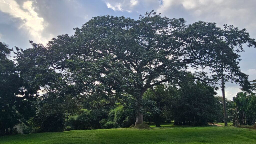 Large tree in Botanical Gardens in Entebbe Uganda in the shores of lake Victoria for our trip to the Uganda Marathon in june 2025
