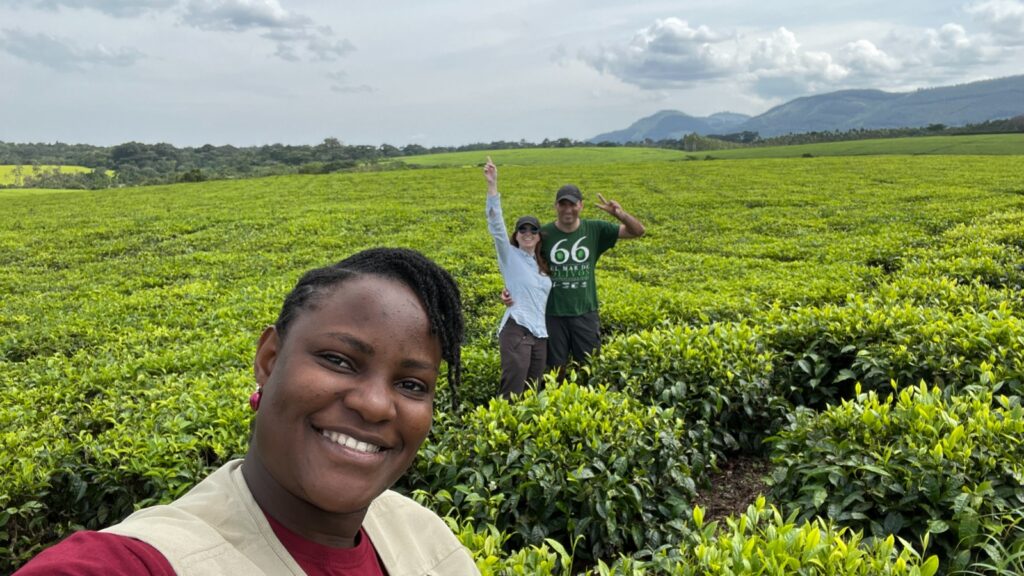 Tourists and the guide in a green filed of a tea plantation in Uganda in June 2025