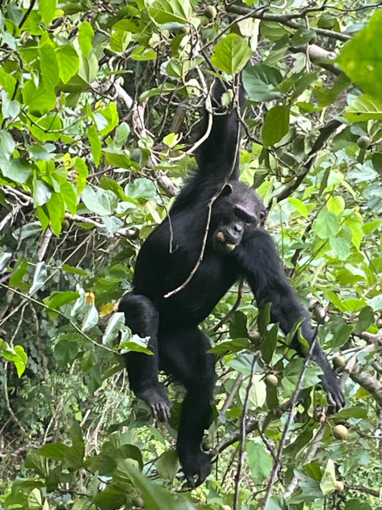 Chimps in a Chimpanzee trek in Kyanbura gorge in Queen Elizabeth Park during our trip in 2025 for the Uganda marathon.