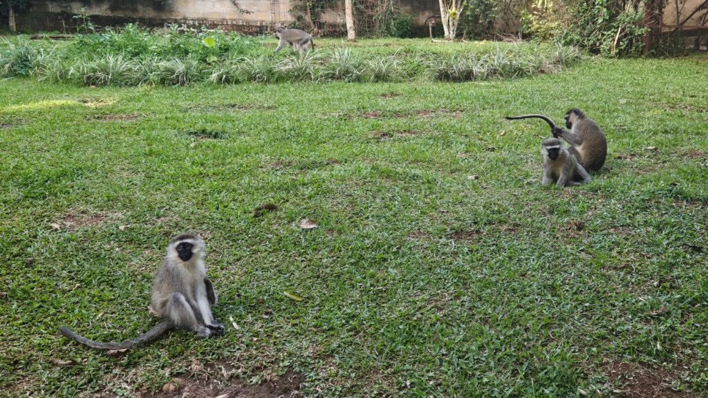 Monkeys in the garden in the hostel Via Via in Entebbe in Uganda in 2025, for our trip for the Uganda Marathon