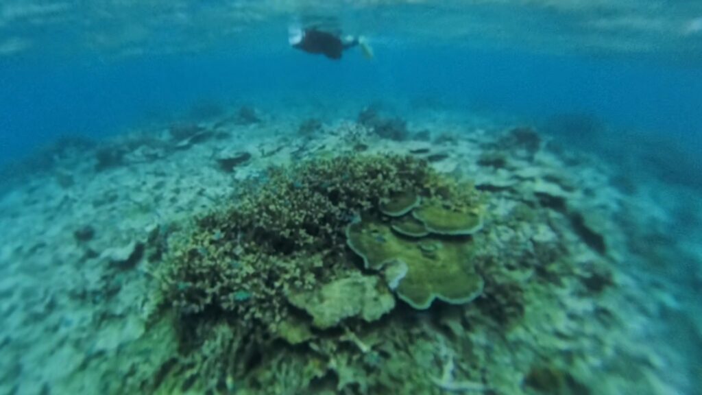 Images of Fiji: Sonaisoli Island, Double Tree by Hilton Resort. Jetski trip with snorkeling in the coral reef