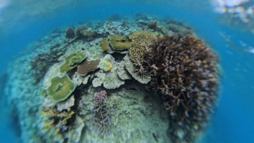 Images of Fiji: Sonaisoli Island, Double Tree by Hilton Resort. Jetski trip with snorkeling in the coral reef