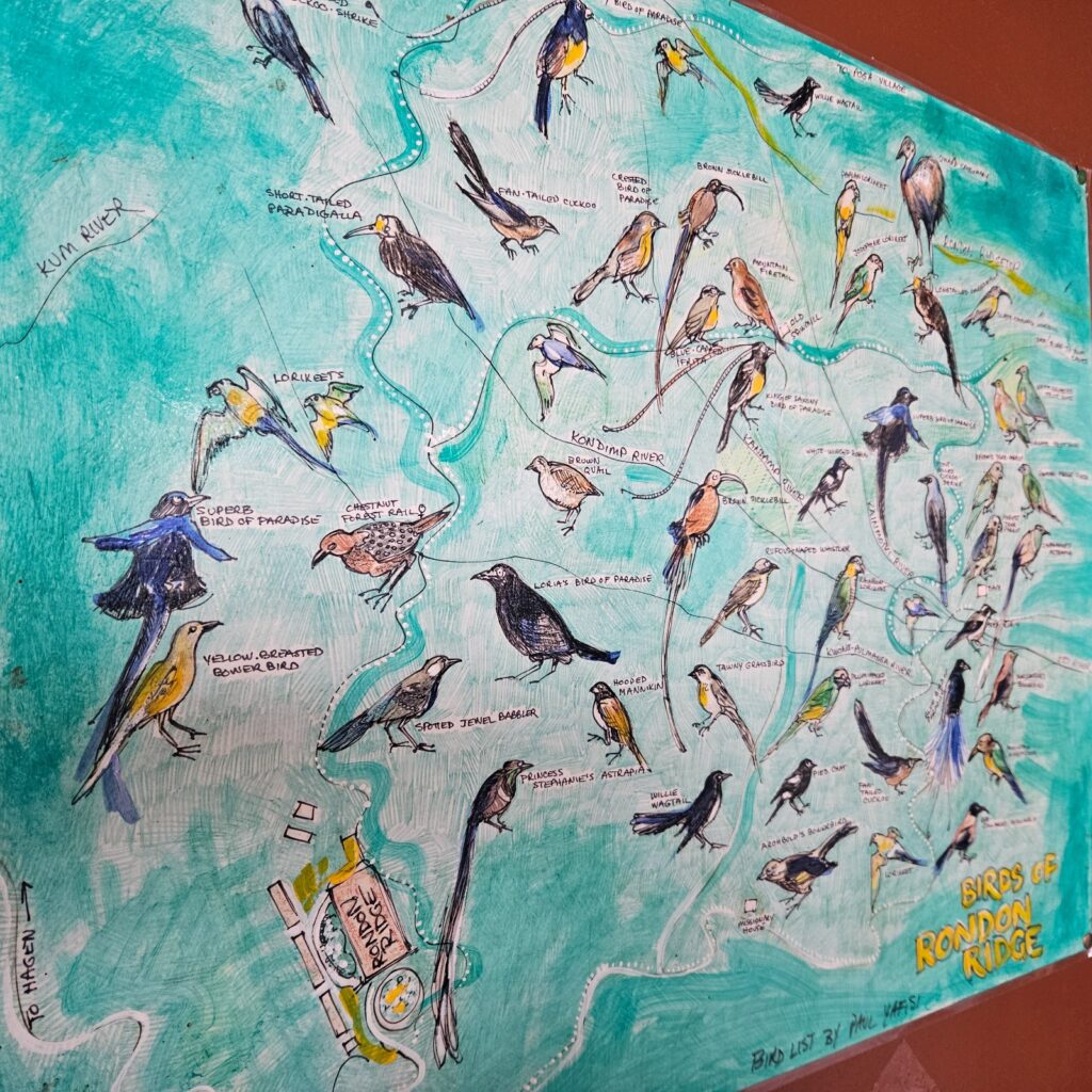 Images of Mount Hagen in PNG, Papua New Guinea, for our tourism and running recommendations. Bird Watching.