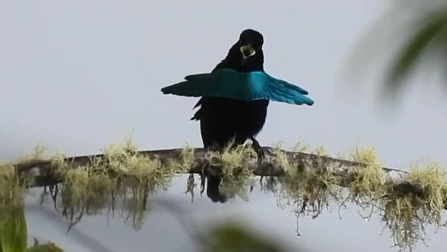 Images of Mount Hagen in PNG, Papua New Guinea, for our tourism and running recommendations. Bird Watching.