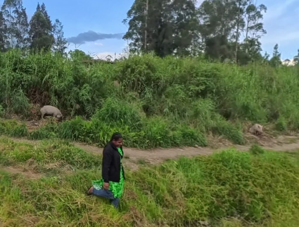 Pigs during our run in Mount Hagen, Papua New Guinea. 5k run in PNG.
