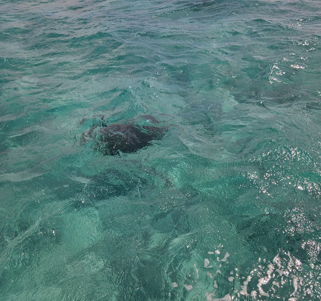 Iconic images of Samoa in 2025 during our trip in August. Sea turtles in Namua Island.