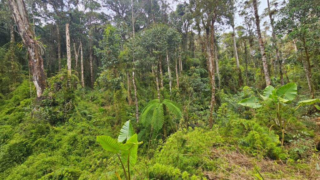 Rainforest in Mount Hagen, PNG, Papua New Guinea