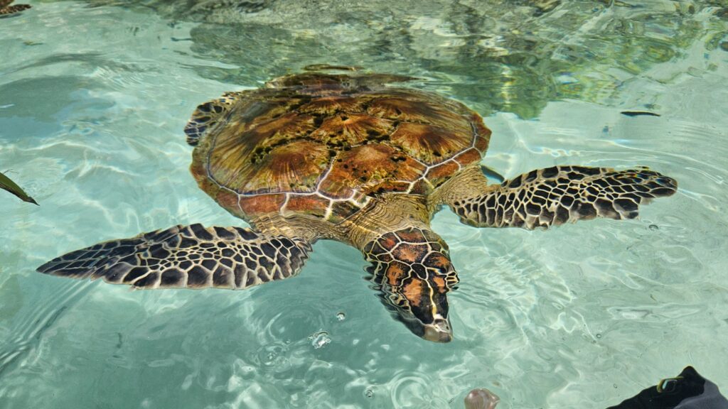 Iconic image of Vanuatu in 2025, during our trip. Turtles in the Turtle Sanctuary.