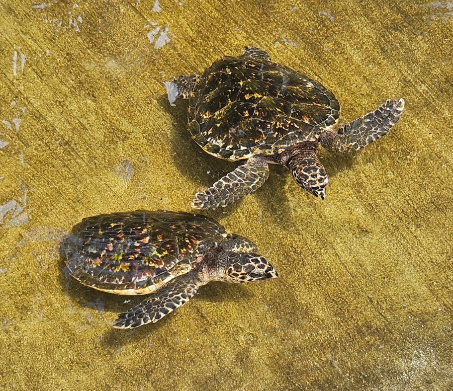 Iconic image of Vanuatu in 2025, during our trip. Turtles in the Turtle Sanctuary.