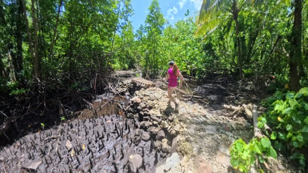 The running ginger running in the ancient ruins of Nan Madol in Pohnpei, Micronesia. 