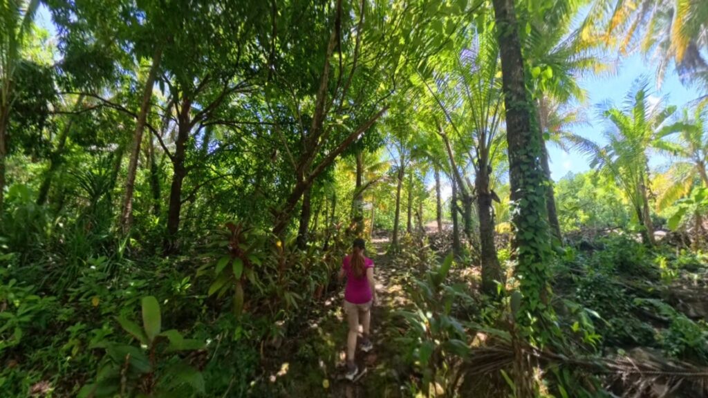 The running ginger running in the ancient ruins of Nan Madol in Pohnpei, Micronesia. 