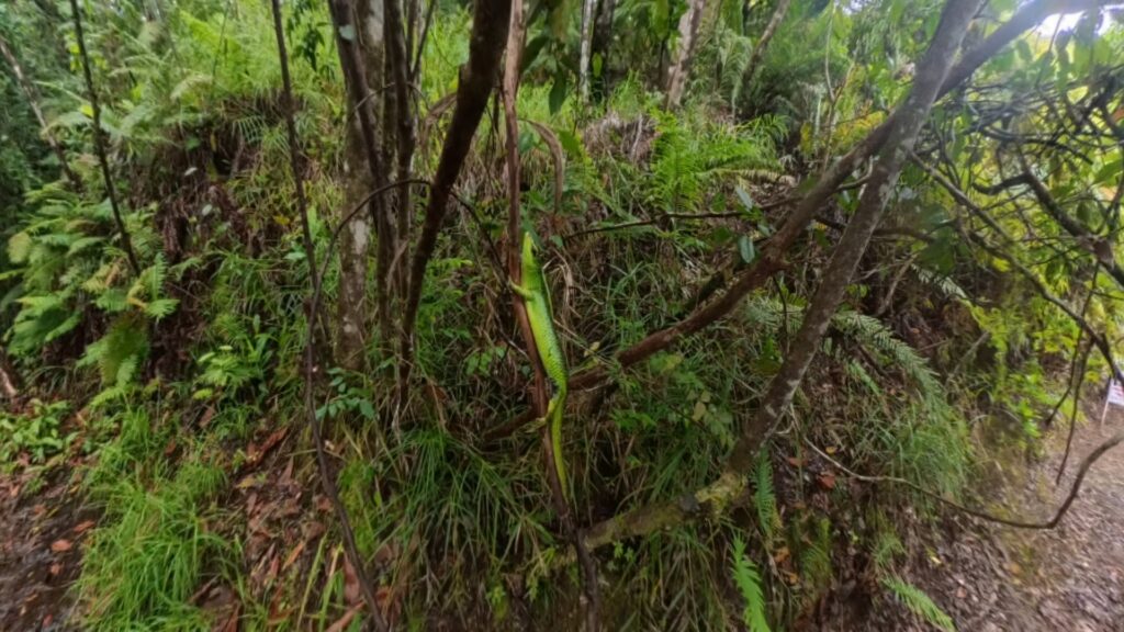 The running ginger running in Medalaiechad Trail in Palau