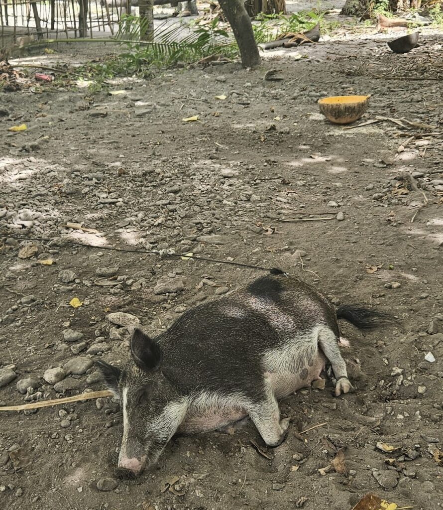 Images of North Tarawa in Kiribati in 2025. Pig sleeping in Buariki.