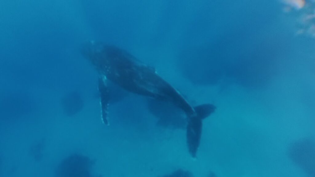 Swimming with humpback whales in Tonga in 2025. Male humpback whale singing in the Ocean in Tonga.