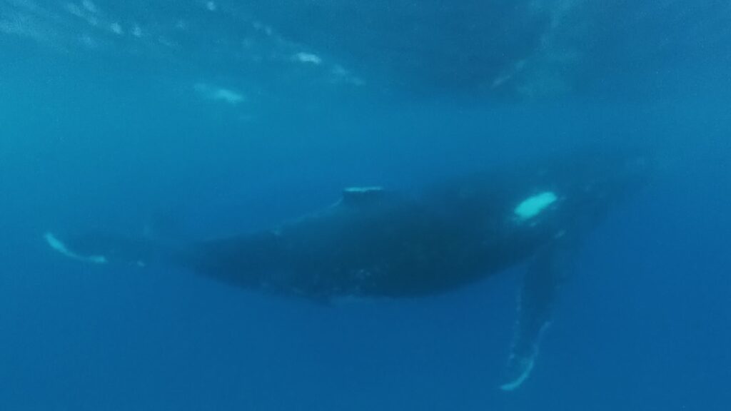 Swimming with humpback whales in Tonga in 2025. Male humpback whale singing in the Ocean in Tonga.