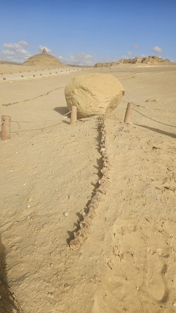 Touristic Highlights of Cairo to visit before and after the Pyramids Half Marathon. The Great Egyptian Museum opened in 2025. Al Fayoum and Valley of the Whales.