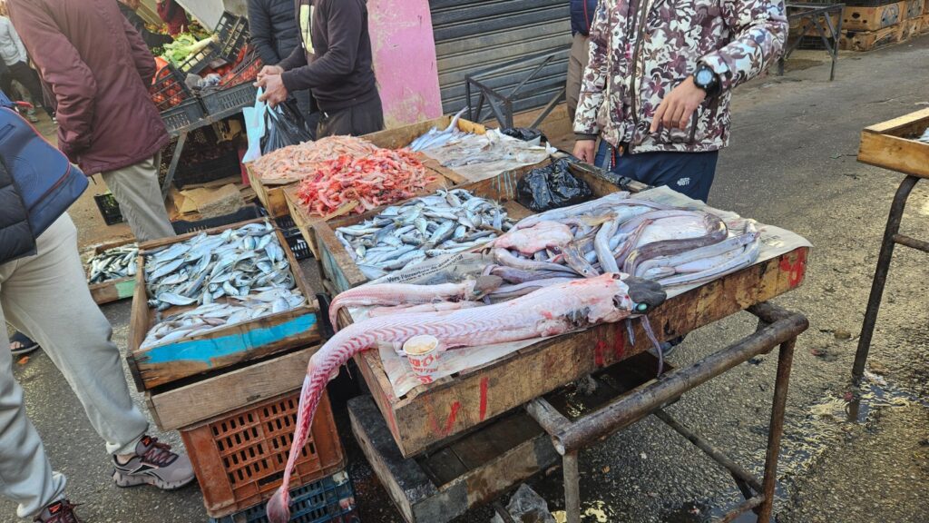 Highlights of North Algeria during our visit in 2026 - Zouk in Cherchell