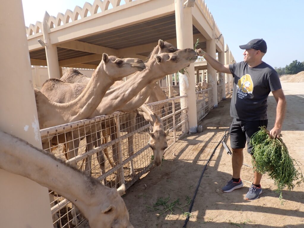Touristic highlights of Bahrain to visit in Manama in a day. Royal Camel Farm.