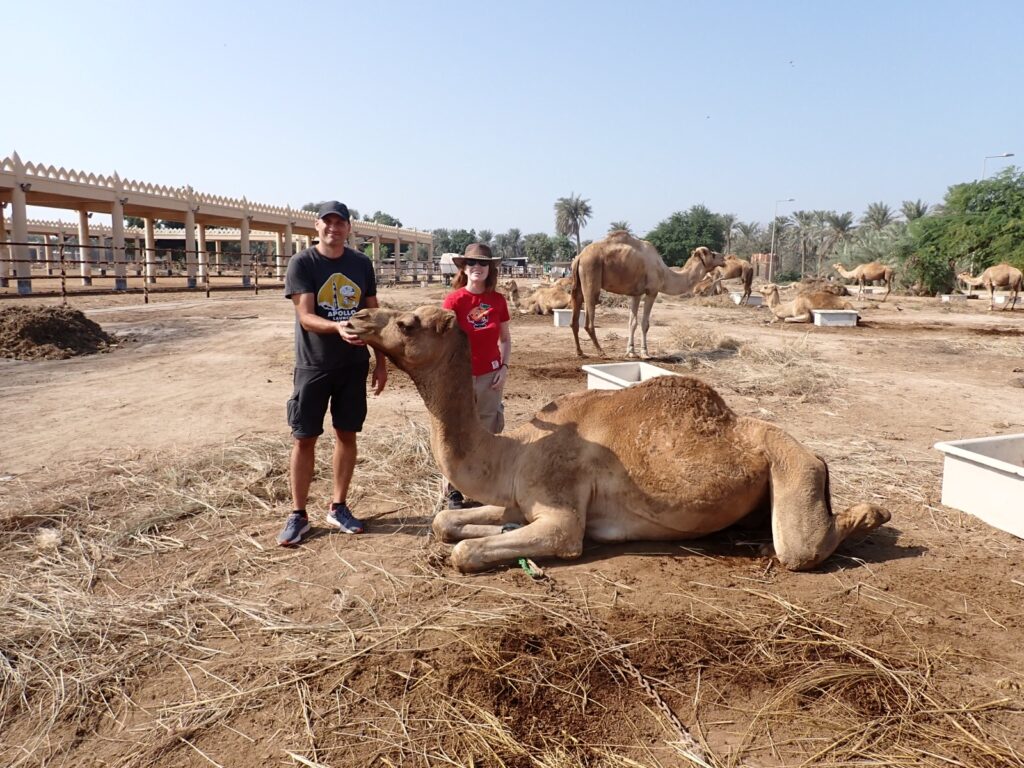 Touristic highlights of Bahrain to visit in Manama in a day. Royal Camel Farm.