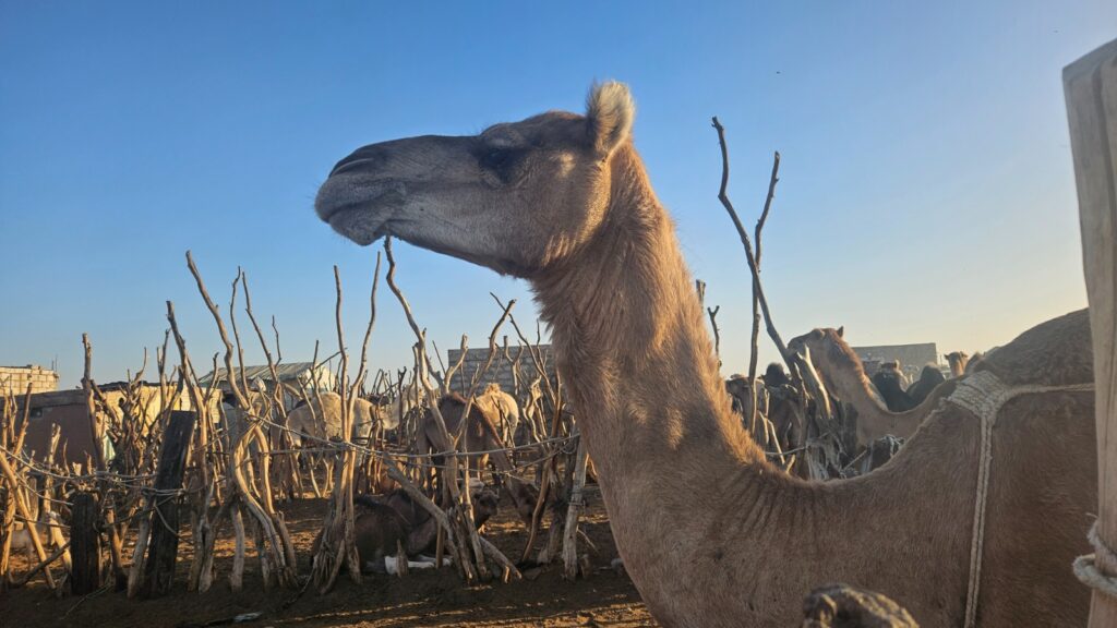 Camel market, Mauritania, 2026