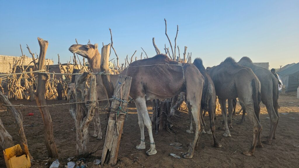 Camel market, Mauritania, 2026