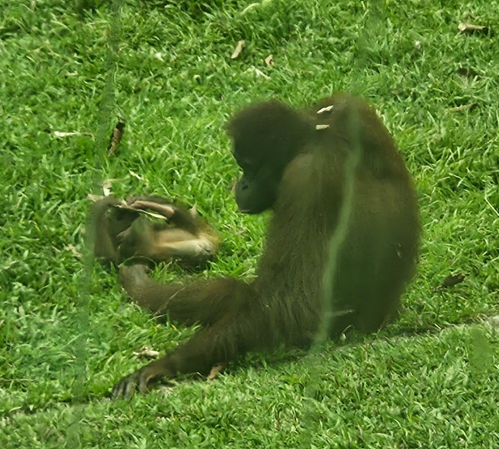 Orangutans in the Sepilok Orangutan Centre in Sandakan, Borneo