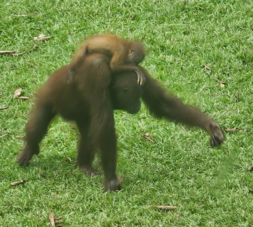 Orangutans in the Sepilok Orangutan Centre in Sandakan, Borneo