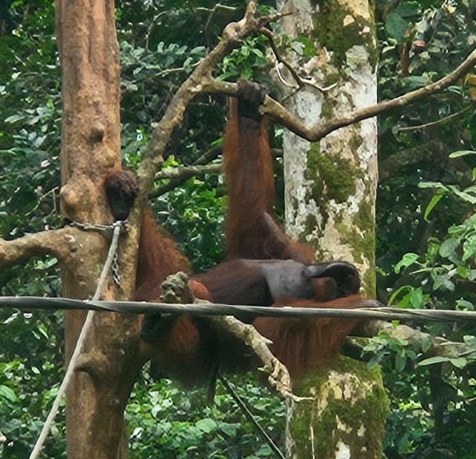 Orangutans in the Sepilok Orangutan Centre in Sandakan, Borneo
