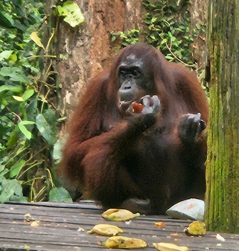 Orangutans in the Sepilok Orangutan Centre in Sandakan, Borneo