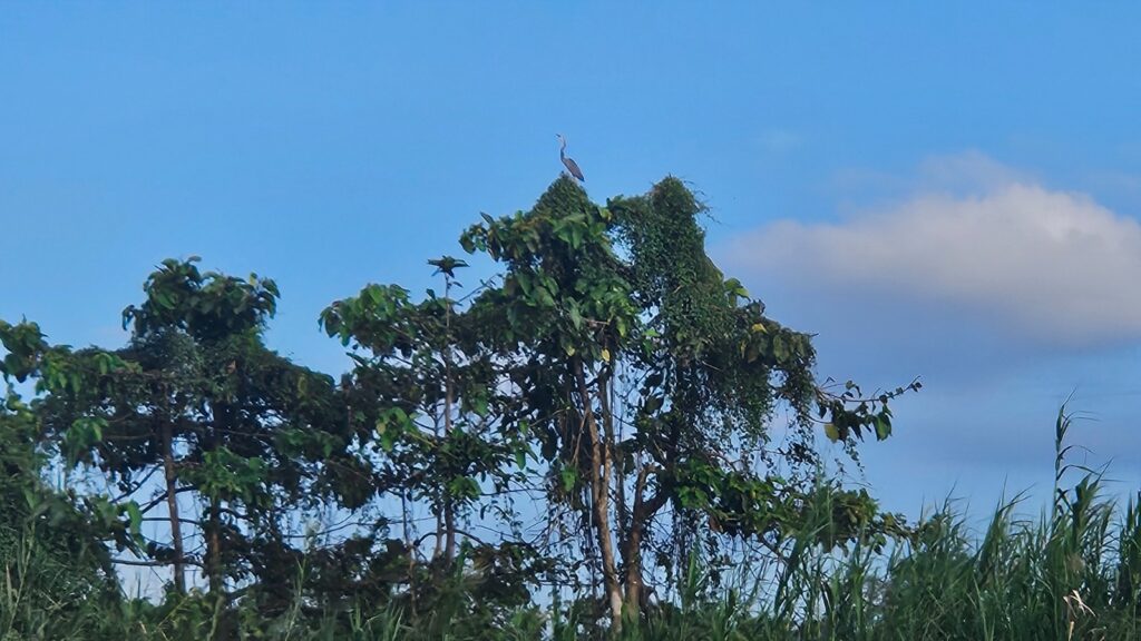 Kinabatalang River Cruise in Borneo, Sabah