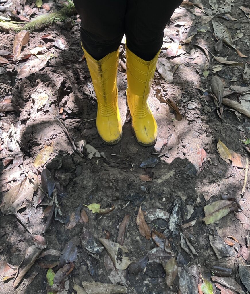 Elephant footprints in the oldest rainforest in the world in Sabah, Borneo