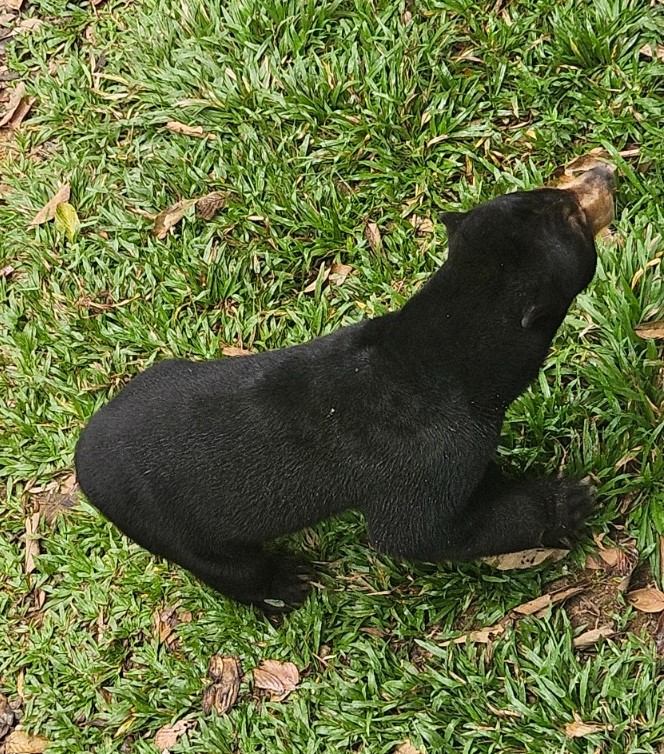 Sun Bears Protection Centre in Sepilok, Borneo: